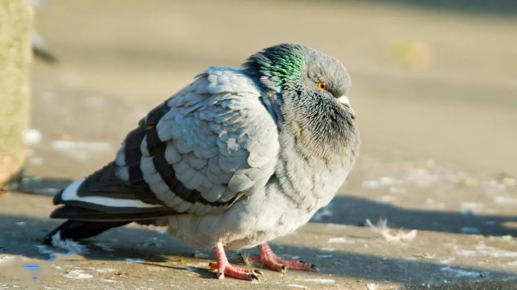 پرنده ای زخمی اسیر بارونم