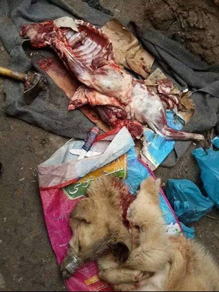 همبرگر گوشت سگ در اهواز طبخ شد