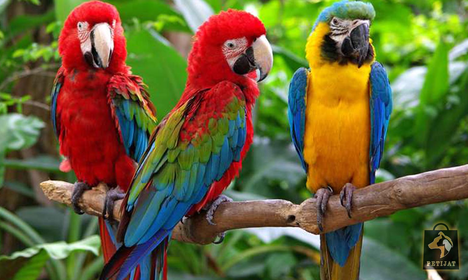 ⚫چرا موجودات زنده به زیبایی گرایش دارند