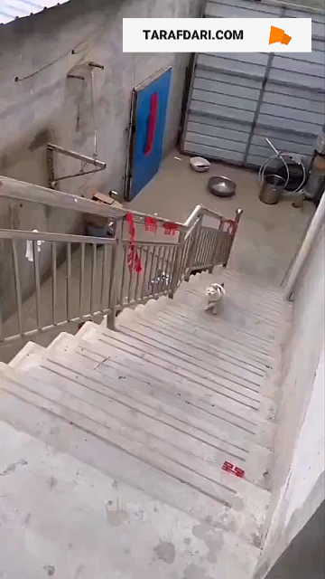 آرسنال