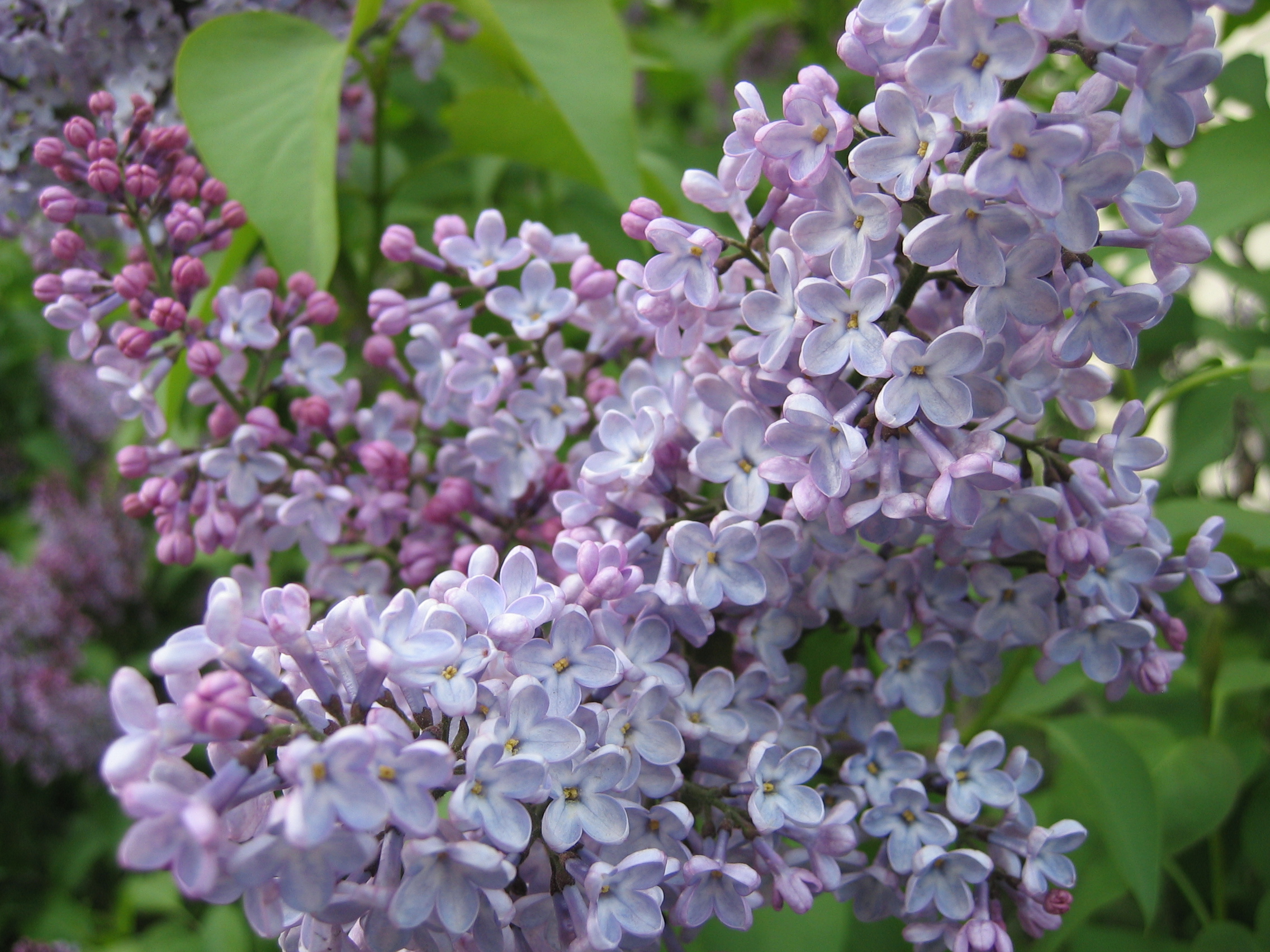 موسیقی کلاسیک ، Sergei Rachmaninoff _ 12 Romances, Op. 21: No. 5, Lilacs