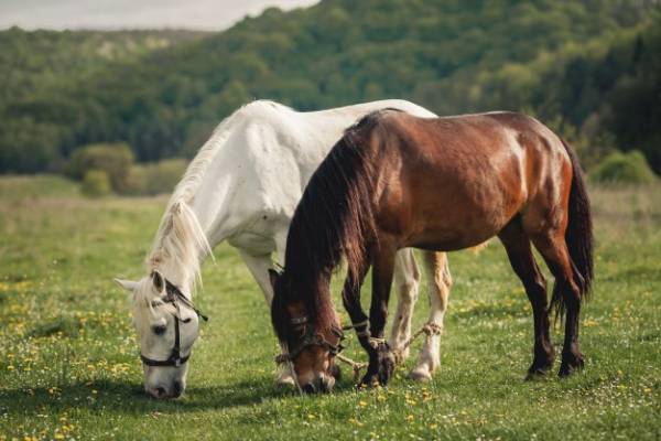 حقایقی جذاب راجب اسب ها