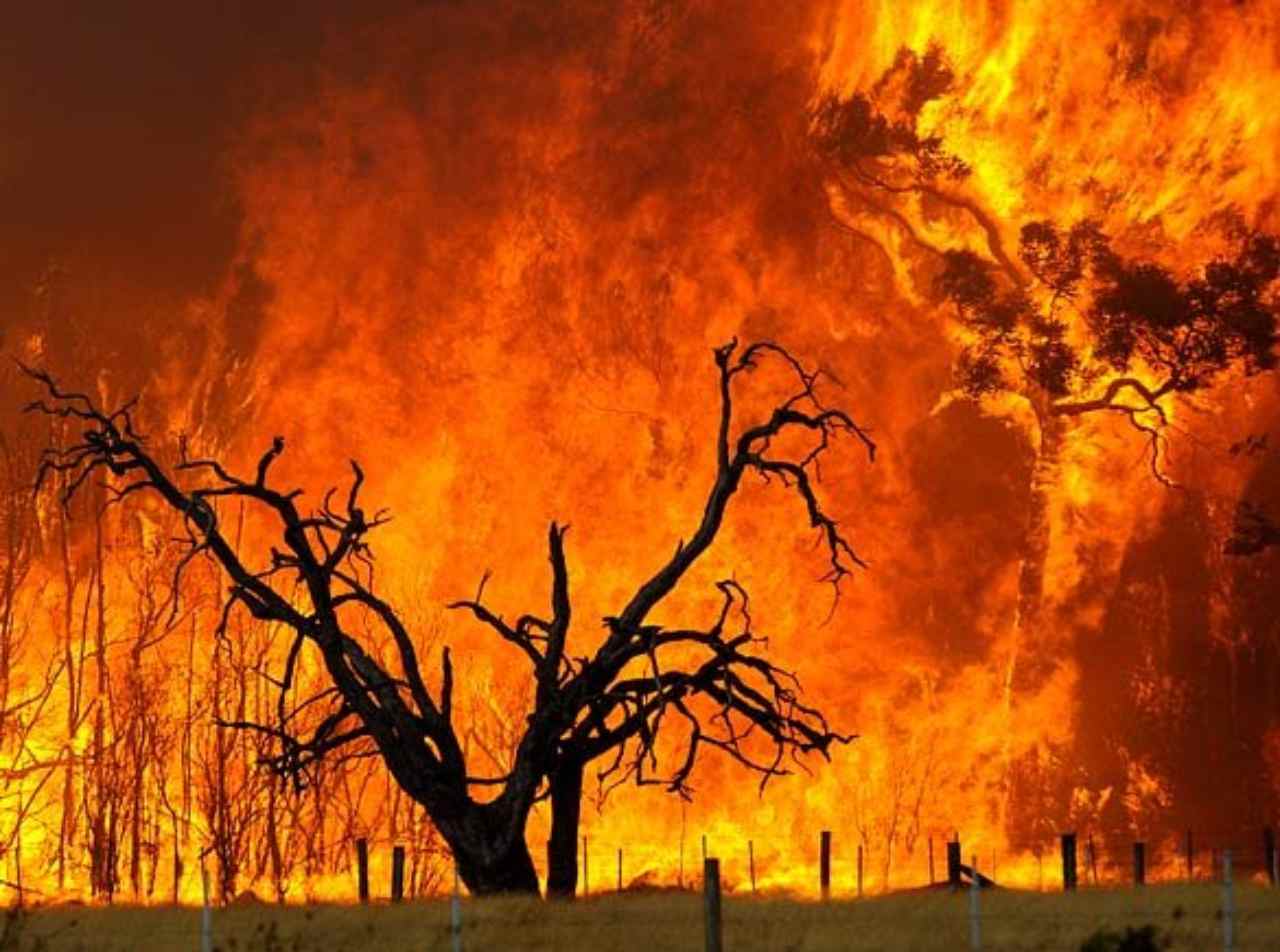 آتش سوزی جنگلهای هیرکانی
