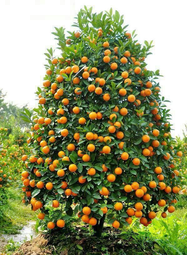جای مردان سیاست...