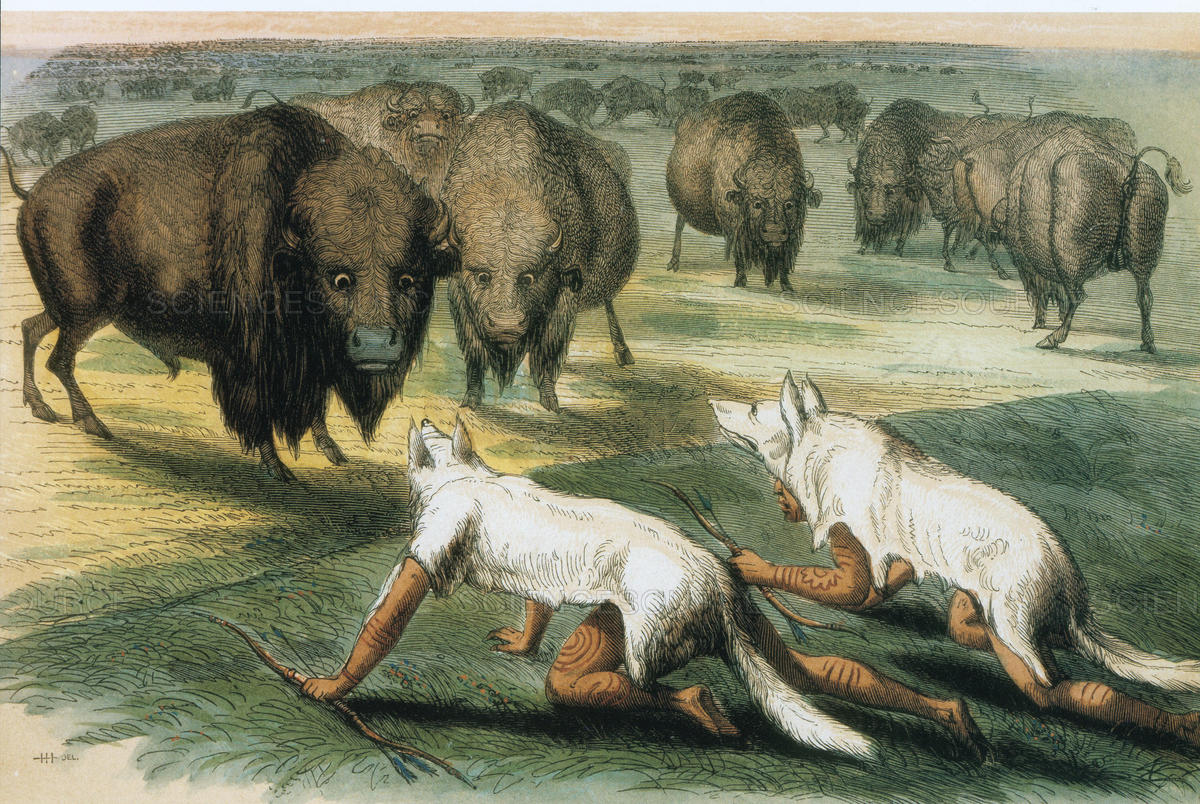 نقاشی رنگ روغن: استتار بومیان آمریکا با پوست گرگ برای شکار بوفالو آمریکایی Bison اثر George Catlin در سال 1832