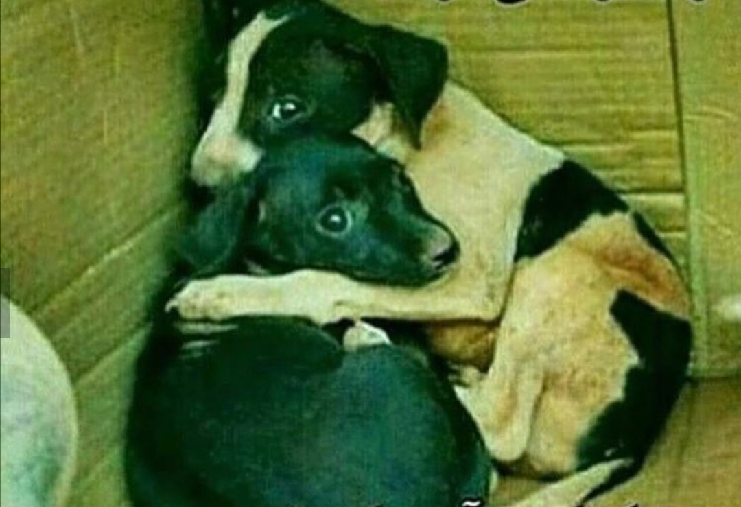 بسهه دیگ خسته شدیم یه زمانی چ داورای خوبی داشتیم ?کجاست تام هنینگ اوربو کجاست آیتکین کجاست هرناندز هرناندز.... بارسلونا یتیم شده?