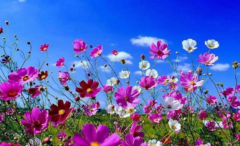اطلاعیه جدید پیرامون اکانتهای مسدود شده در سایت