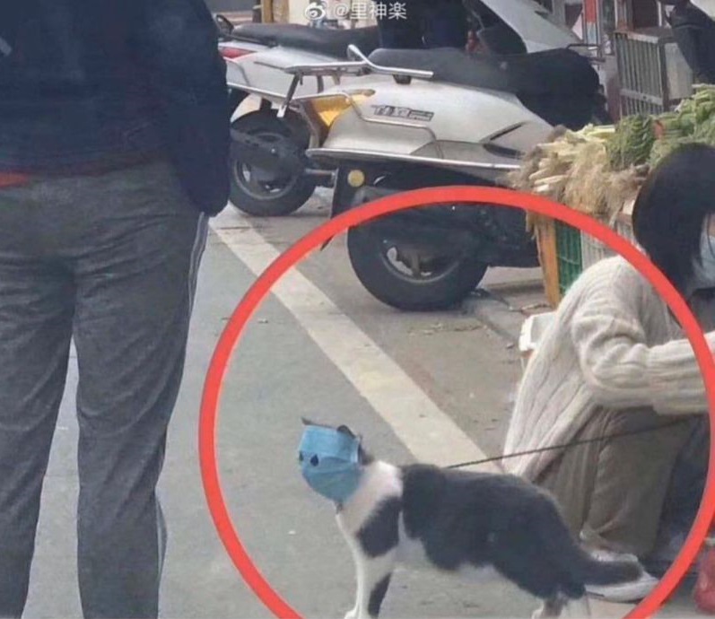 گربه ها کرونا میگیرن
