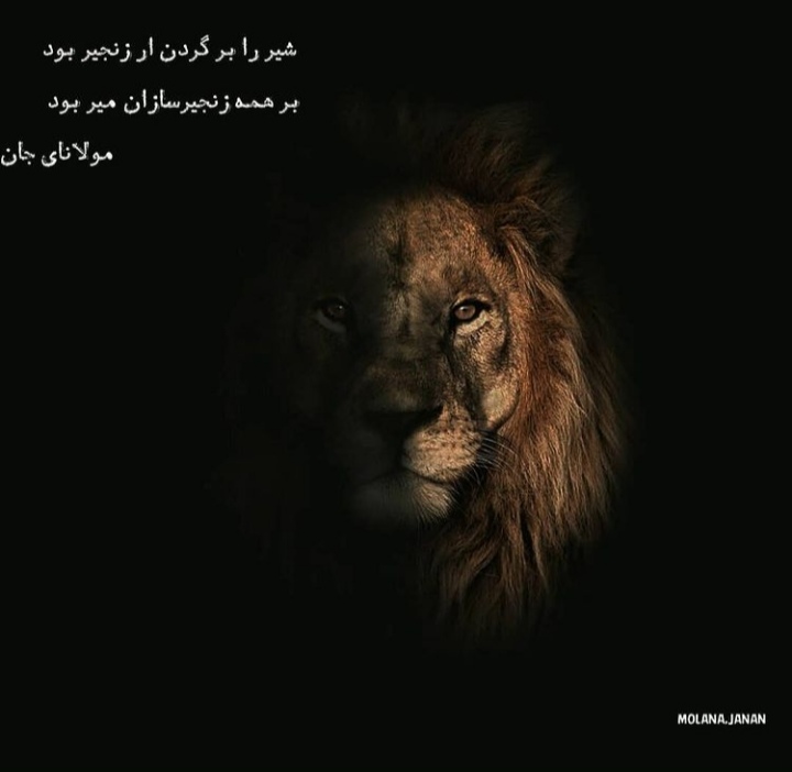 شیر را برگردن ار زنجیر بود ، بر همه زنجیر سازان میر بود ?