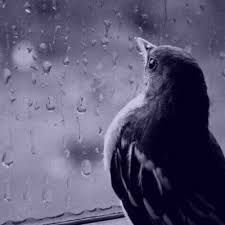 تو اینجا بیگانه ای
