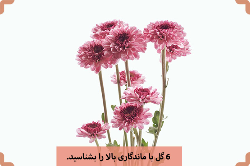 6گل شاخهای ماندگار را میشناسید