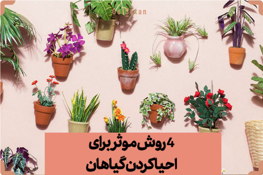 4روش موثر برای احیا کردن گیاهان
